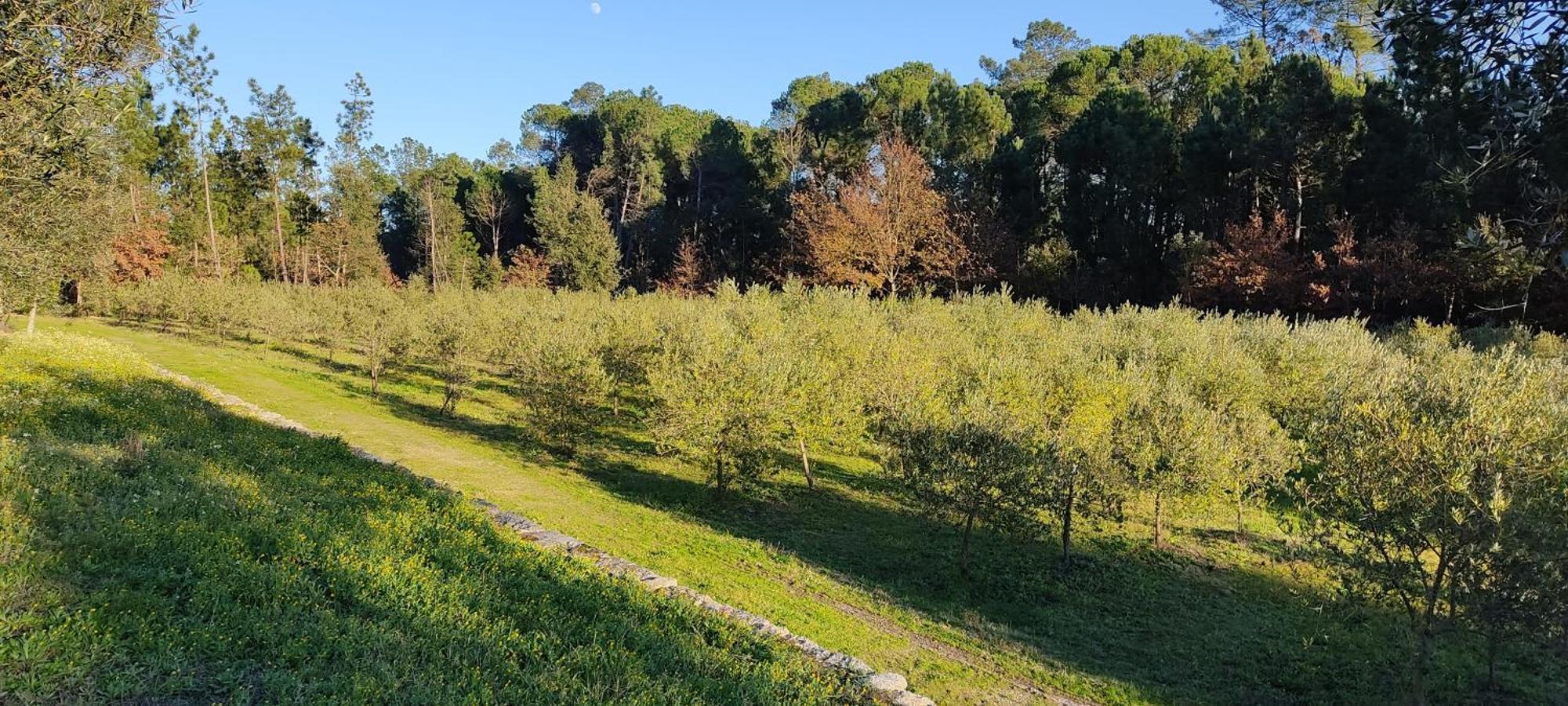 Quinta Da Pedra Mija Pensionat Santar Exteriör bild