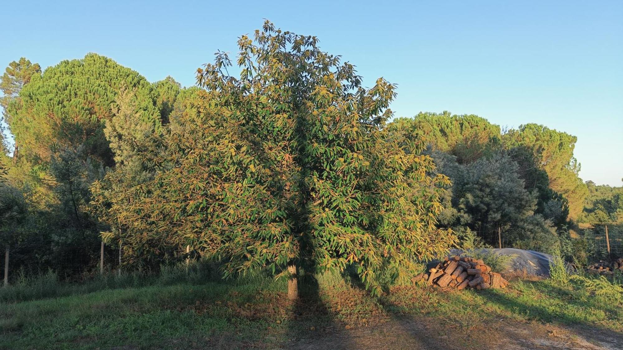 Quinta Da Pedra Mija Pensionat Santar Exteriör bild