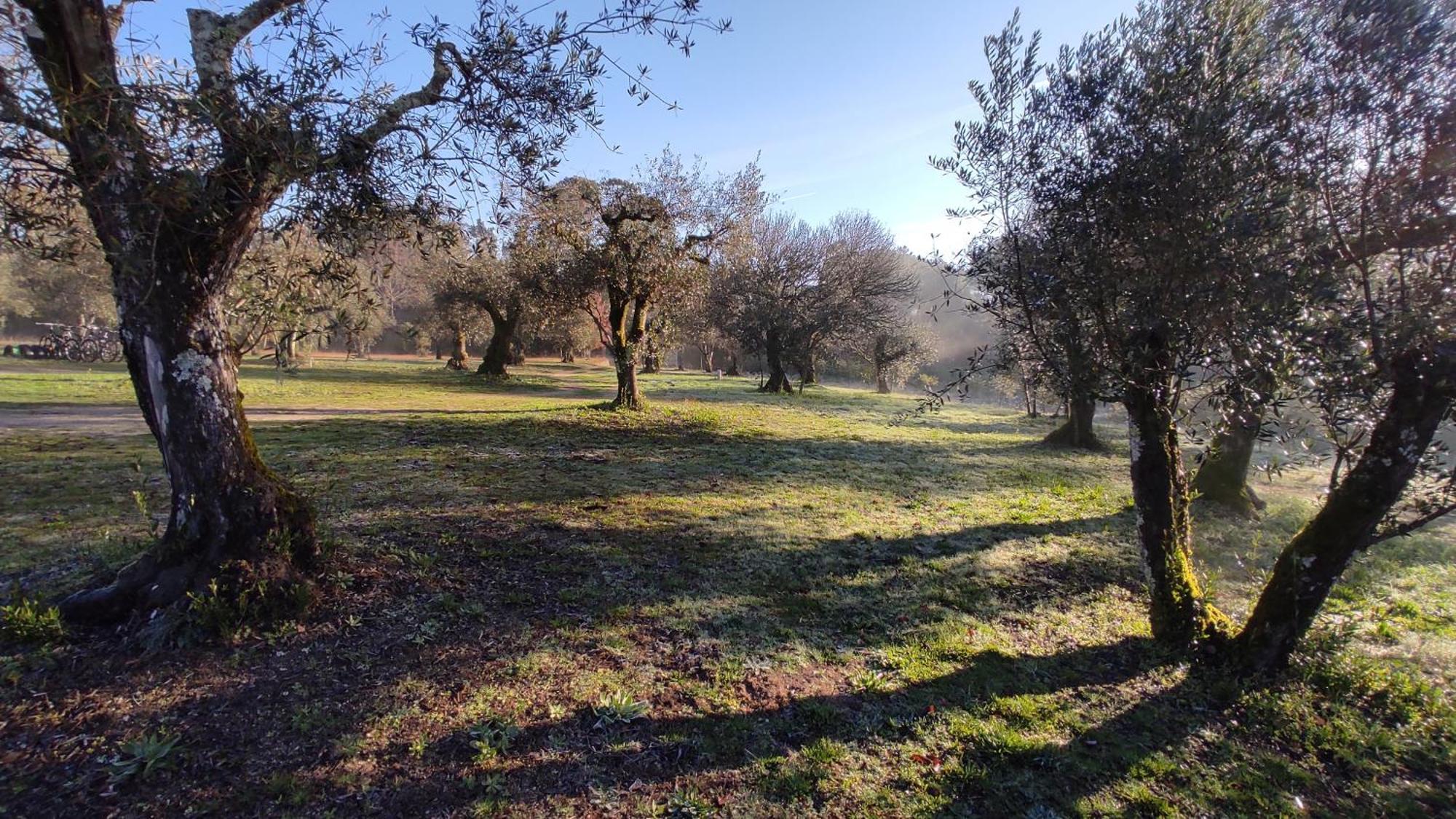Quinta Da Pedra Mija Pensionat Santar Exteriör bild