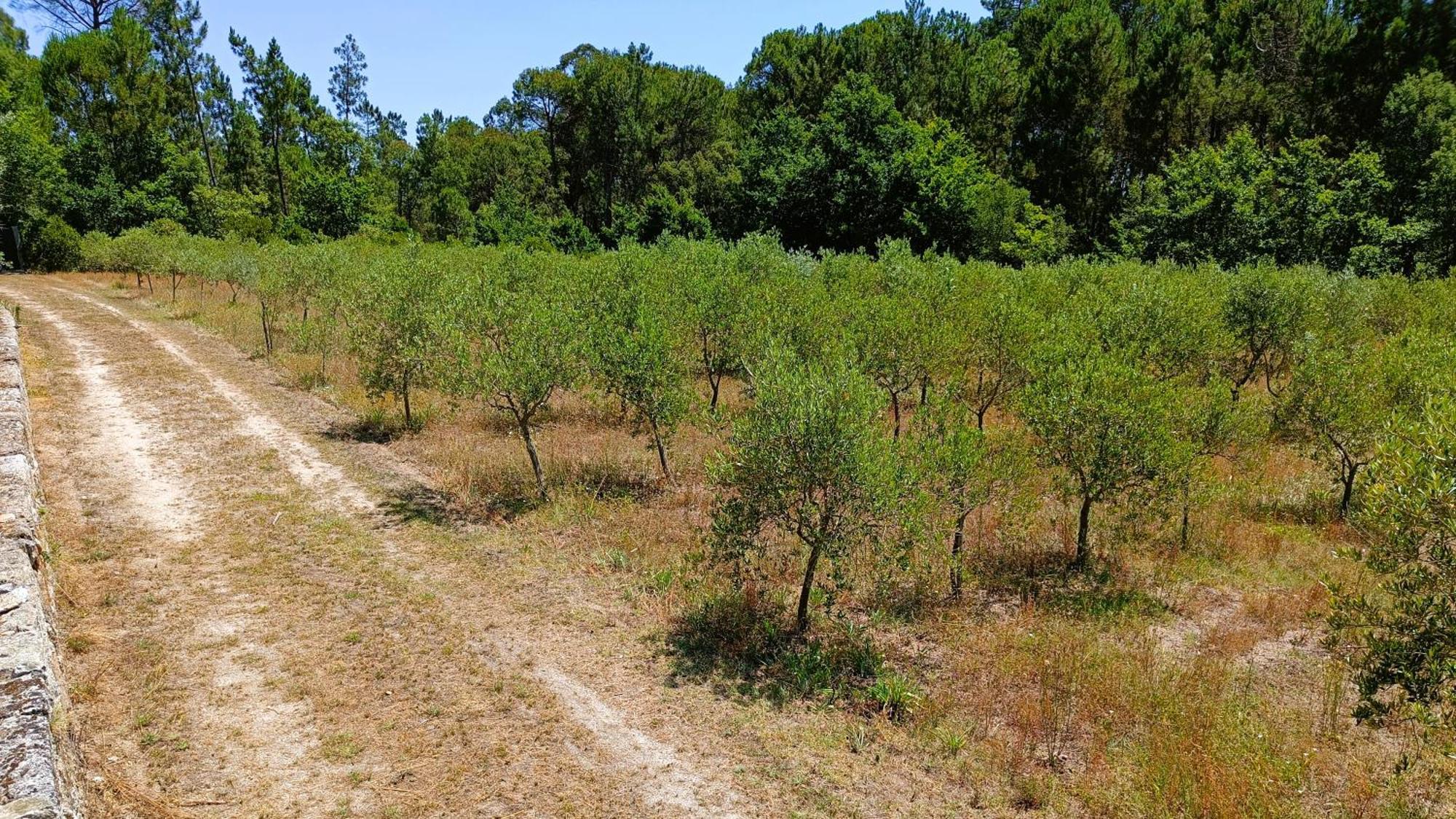 Quinta Da Pedra Mija Pensionat Santar Exteriör bild