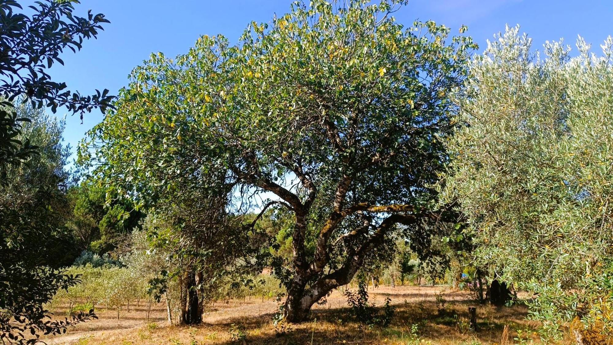 Quinta Da Pedra Mija Pensionat Santar Exteriör bild
