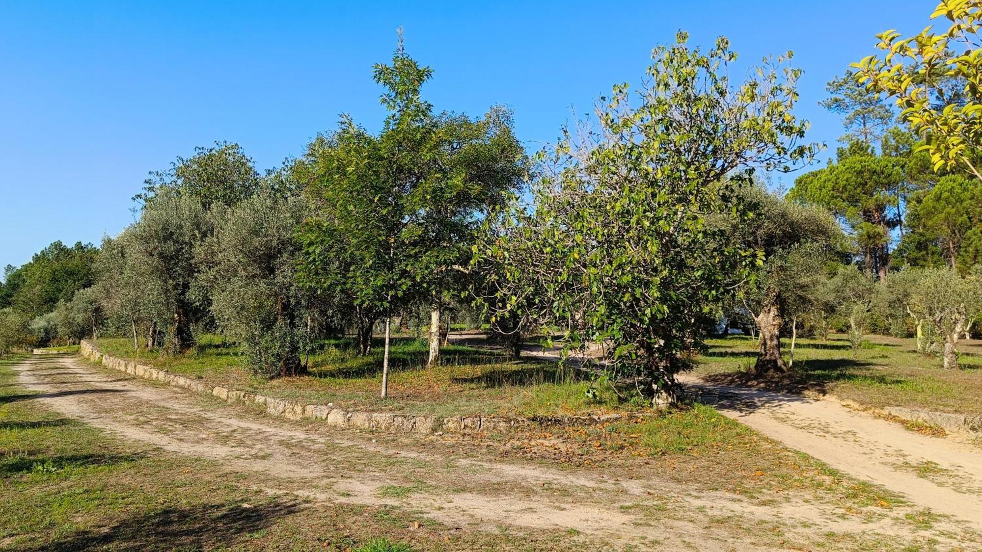 Quinta Da Pedra Mija Pensionat Santar Exteriör bild