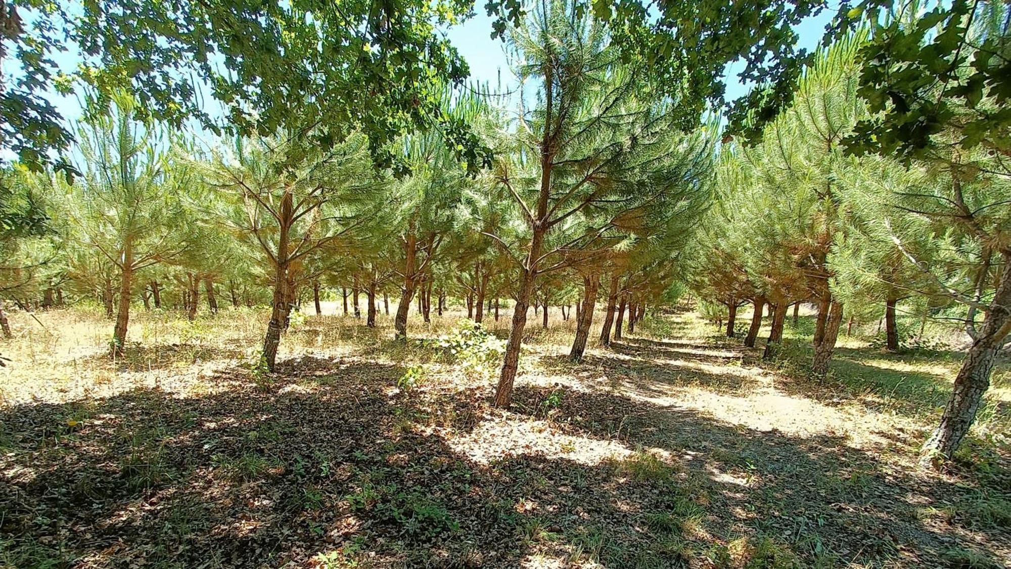Quinta Da Pedra Mija Pensionat Santar Exteriör bild