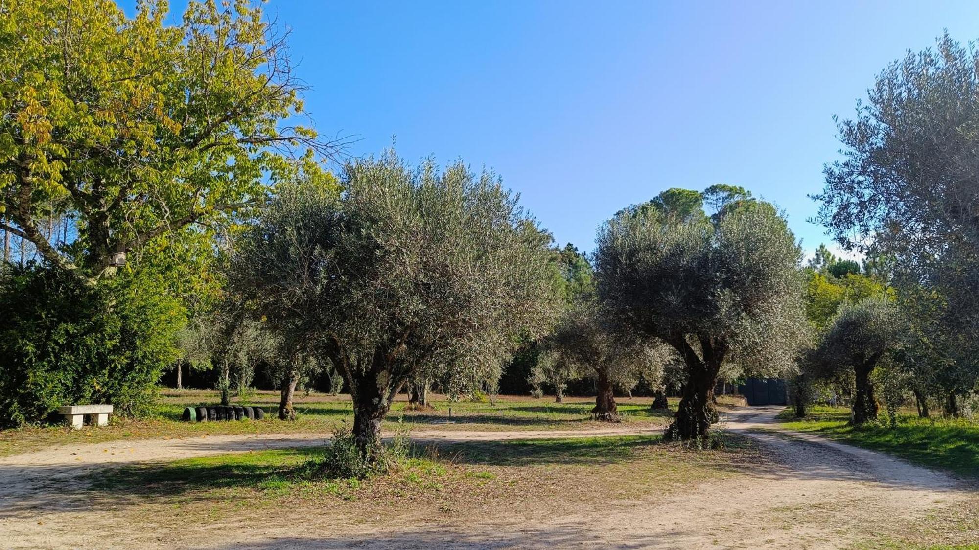 Quinta Da Pedra Mija Pensionat Santar Exteriör bild