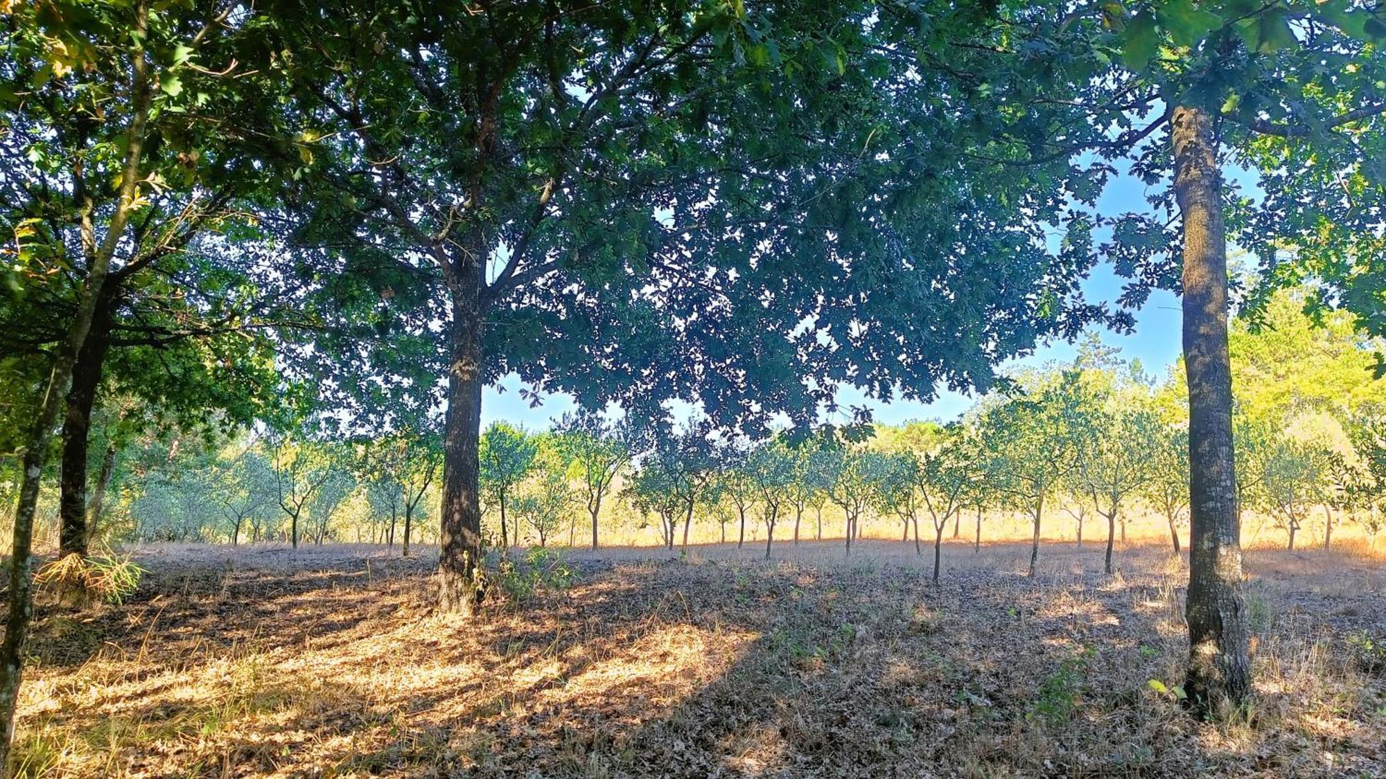 Quinta Da Pedra Mija Pensionat Santar Exteriör bild