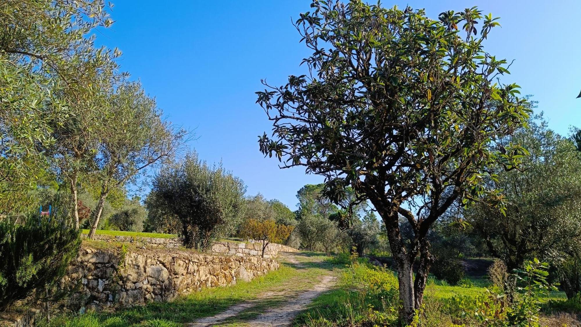 Quinta Da Pedra Mija Pensionat Santar Exteriör bild